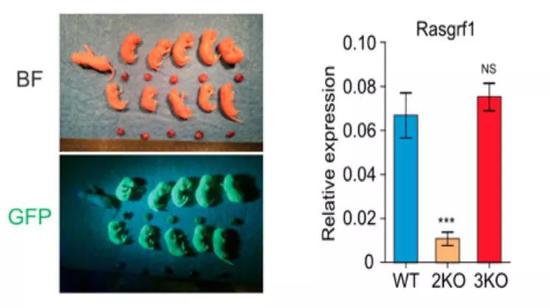 3KO的小鼠比2KO的小鼠更加接近野生型小鼠
