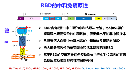RBD的中和免疫原性