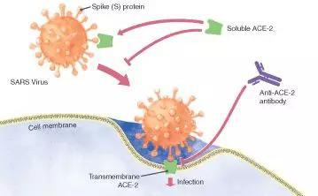 ACE2抗体的阻断模式图。图片引自：https：//www.rndsystems.com