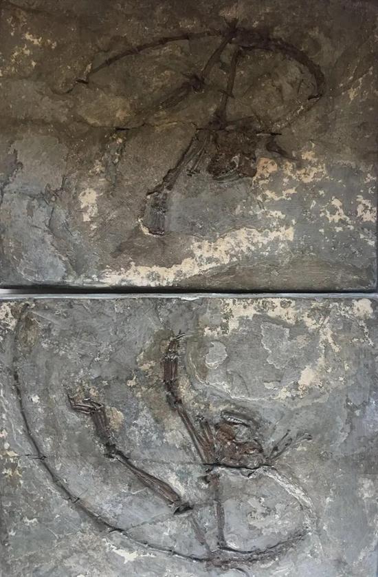 阿喀琉斯基猴化石/供图：湖北松滋国家化石产地