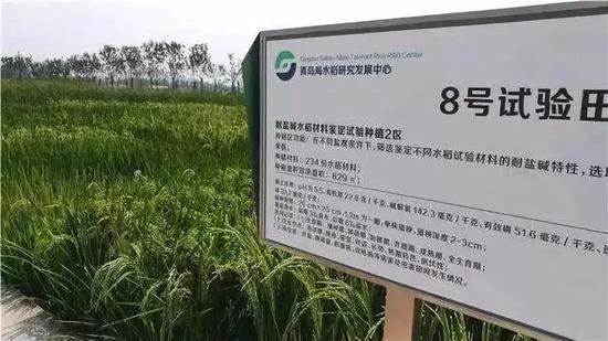 炒概念名不副实？关于海水稻，这些问题你需要了解