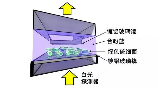 厌氧嗜热绿色硫细菌（Chlorobaculum tepidum）与光子发生强耦合的实验示意图。实验中，检测细胞膜完整性的染料台盼蓝被细菌排斥，细菌未被染色，证明其仍然存活。图片来源：文献