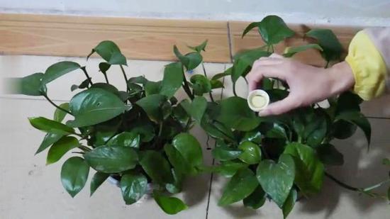 废油用作花草的肥料,注意方式方法很重要