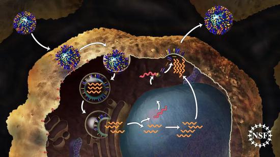 ▲流感病毒血凝素蛋白的“变形”，对于释放流感病毒遗传物质至关重要（图片来源：NSF）