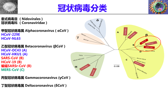 冠状病毒分类