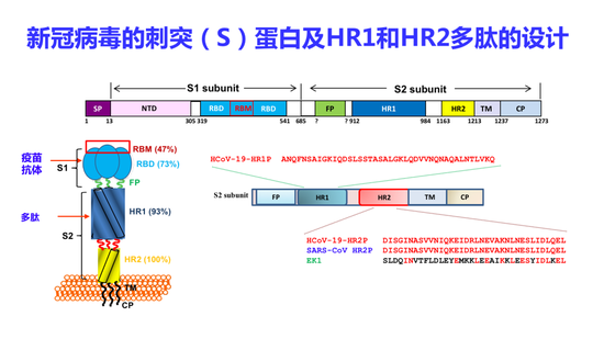 新冠病毒的刺突（S）蛋白及HR1和HR2多肽的设计