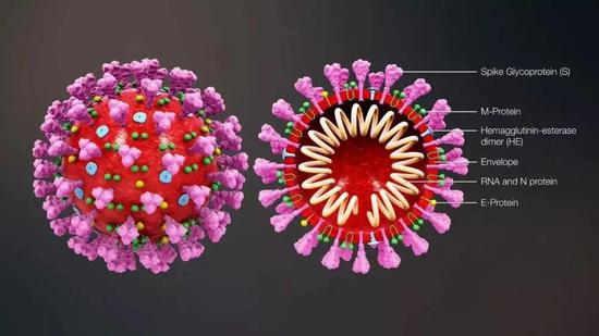 冠状病毒结构图 | 图片来自Wikipedia@scientificanimations