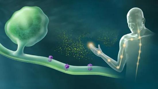 细胞表面的离子通道是感知伤害信号的