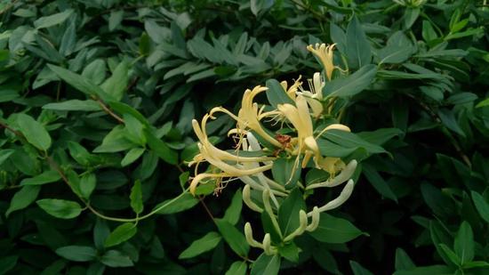 忍冬也就是金银花,在北美等地区是入侵物种。图片来源:Wikipedia