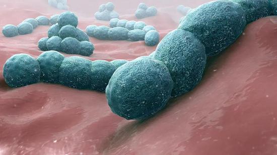 会造成人类肺炎的肺炎链球菌 Streptococcus pneumoniae 图片来源:wikipedia