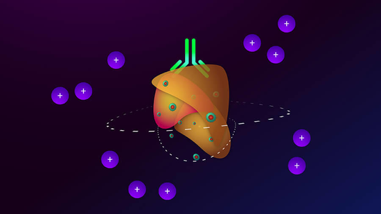 溶瘤病毒疗法（带红色中心的绿色圆圈）和一种单抗体药物（绿色形式的顶部中心）与肿瘤（橙色）和免疫细胞（带加号的紫色圆圈）相互作用的示意图。图片来源：UCLA Jonsson Comprehensive Cancer Center