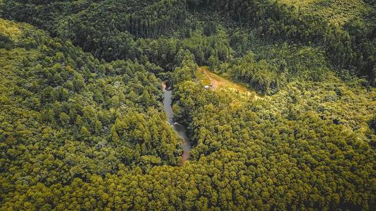 巴西的一片森林。图片来源：unsplash 