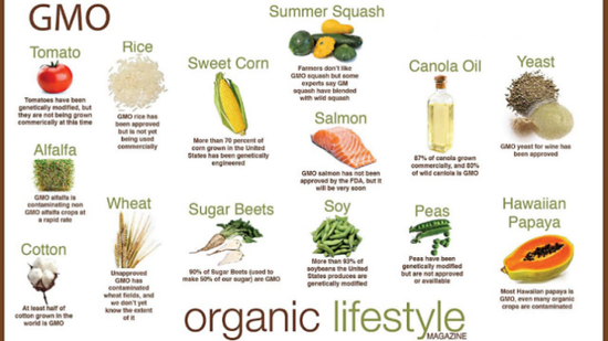 常见的转基因农作物，图源Organic Lifestyle mag