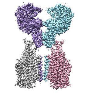 西湖大学成功解析新冠病毒细胞受体的空间结构西湖新冠肺炎