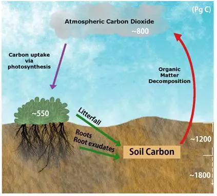 全球变暖：底层土壤碳库的响应出乎意料有机碳微生物土壤