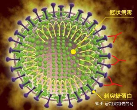 抗体结合S蛋白的示意,其中红色Y型结构代表抗体(图片来源:知乎 @跑来跑去的马)