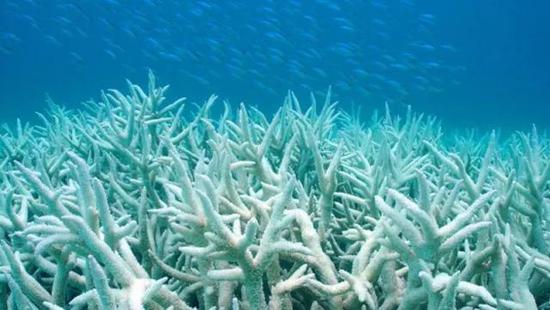 图3 由于气温升高，大堡礁蜥蜴岛北部的珊瑚有八成已白化（图片来源：网络）
