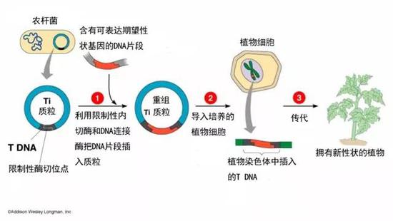 转基因植物的培育流程（没有显示筛选过程）。图片编译自：http://www.dna2life.com/