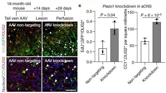 ▲特异性敲除OPC中的Piezo1蛋白，年老小鼠的细胞功能得到恢复（图片来源：参考资料[1]）