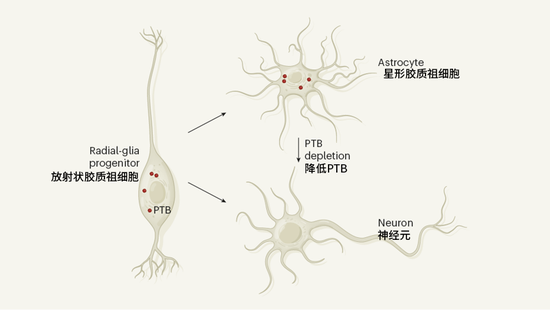 星形胶质细胞转化为神经元的示意图（PTB即为PTBP1蛋白）| Nature