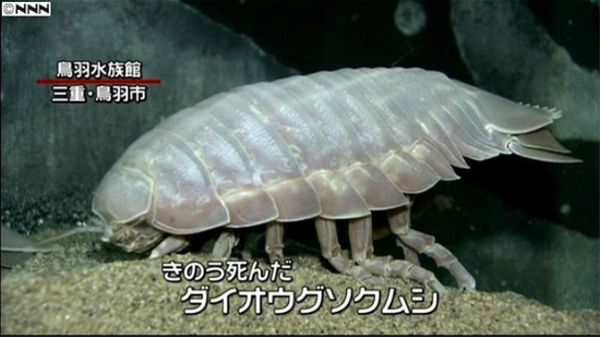 2014年绝食5年死亡的大王具足虫“1号”(图片来源: 日本新闻网NNN)