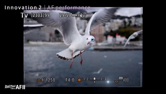 佳能EOS R3专微相机拍鸟试用