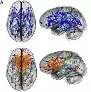 男性大脑（上图）半球内的连接（蓝色）更多，女性大脑（下图）两半球之间的交叉连接（橙色）更多[1]