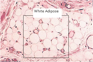 白色脂肪组织。图片来源:study.com