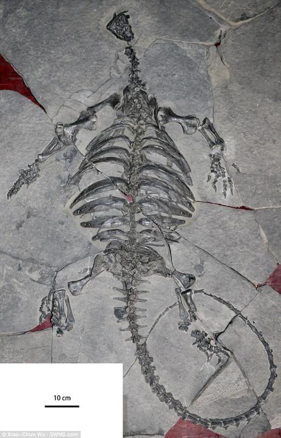 贵州关岭发现2.28亿年前龟化石:有喙保留牙齿 非海龟