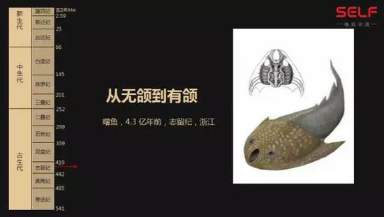 先有鸡还是先有蛋?我敢肯定地告诉你先有蛋