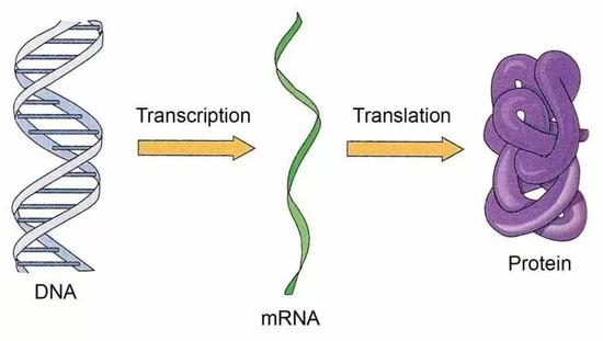DNA以单分子的形式存在于细胞中,基因表达按照分子生物学中心法则进行