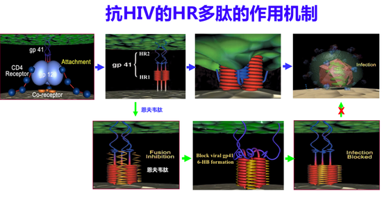 抗HIV的HR多肽的作用机制