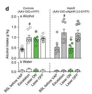 ▲光照5分钟后，酒精依赖性大鼠对酒的摄入显著减少，恢复到酒瘾产生之前的基线水平；同时，饮水量并不受影响（图片来源：参考资料[1]）