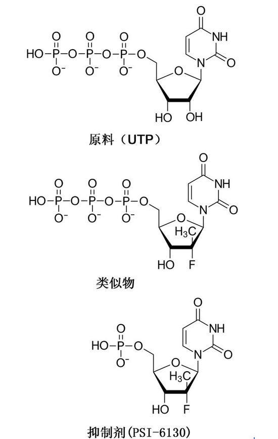 图3. 索非布韦抑制丙肝病毒作用原理