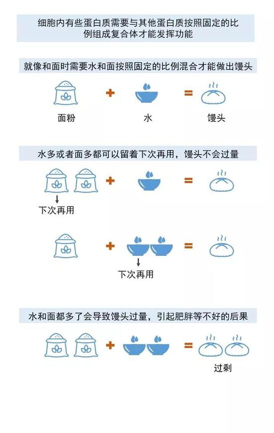 过量的蛋白复合体不利于非整倍体细胞增殖,就像和面制作馒头的过程
