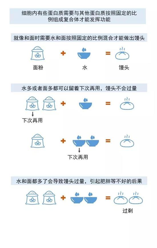  过量的蛋白复合体不利于非整倍体细胞增殖，就像和面制作馒头的过程