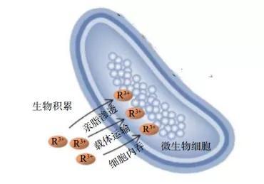 图 2胞内聚集 (图片来源:工程科学学报)