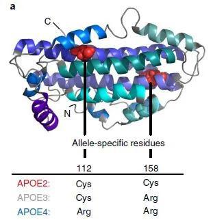 ▲人类的APOE基因有三个常见版本，它们的产物APOE2、APOE3和APOE4仅仅只有一两个氨基酸的差异（图片来源：参考资料[1]）