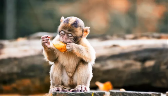 谁还不是一个爱吃水果的灵长类呢 图片来源:https://www.futurity.org/primates-brains-diet-1387552-2/