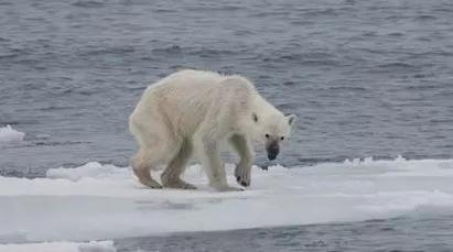 北极冰盖融化，无处觅食的北极熊已骨瘦嶙峋 。图片来源：Wikipedia