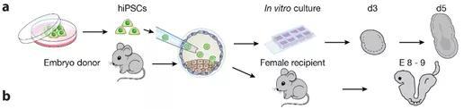 进过基因修饰的人类干细胞培养过程（图片来源：Nature）