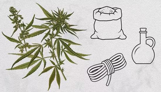 大麻及其经济用途（图片来源：Science News）