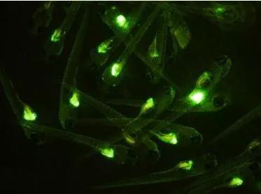 随环境中雌激素表达绿色荧光蛋白的斑马鱼（图片来自文献Chen H， Hu J， Yang J， Wang Y， Xu H， Jiang Q， Gong Y， Gu Y， Song H， Generation of a fluorescent transgenic zebrafish for detection of environmental estrogens。 Aquat Toxicol， 2010。 96（1）： p。 53-61。）