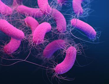 ▲铜绿假单胞菌(Pseudomonas aeruginosa)(图源:CDC)