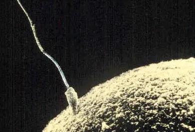 　精子和卵子的结合|pdimages.com