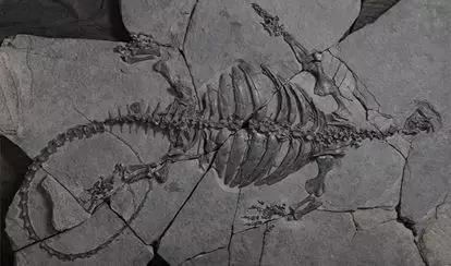  Eorhynchochelys始喙龟，Eo是“起始”的意思，rhyncho是“喙”，也发现于中国贵州关岭，收藏于三亚海洋古生物博物馆（筹建中）。图片来源：中国科学院古脊椎动物与古人类研究所