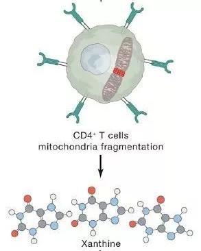 ▲CD4+ T细胞内，线粒体的形态和代谢功能发生变化，产生大量嘌呤类物质（图片来源：参考资料[2]）