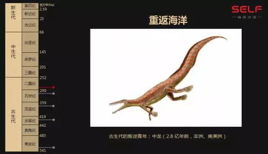 先有鸡还是先有蛋?我敢肯定地告诉你先有蛋