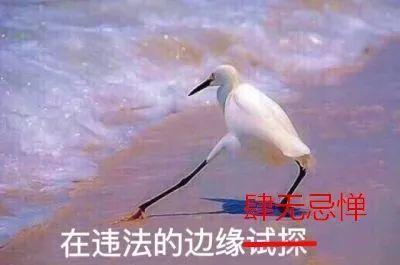 中国傻子:中国的傻子,一半在抖音,一半在快手