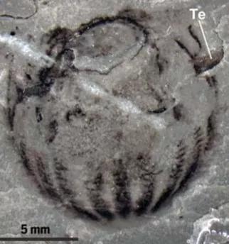 这是一只栉水母，具有双辐射对称性。